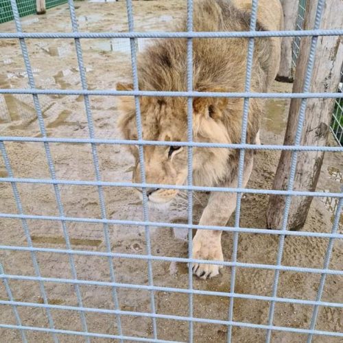 Gåtur i Jylland park zoo