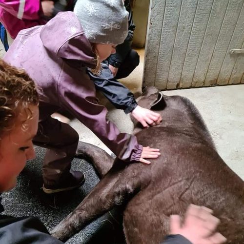 Gåtur i Jylland park zoo