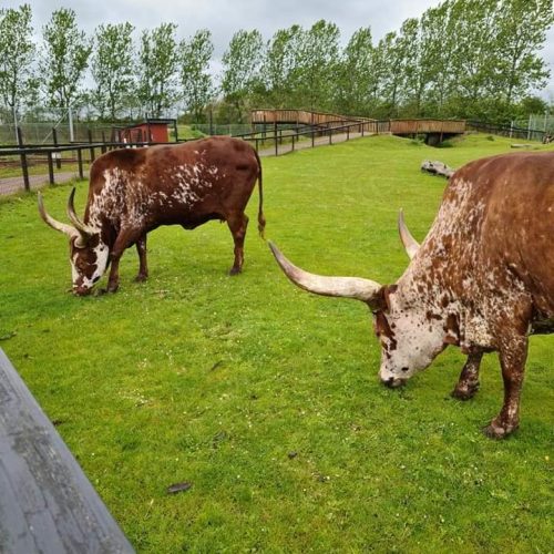 Gåtur i Jylland park zoo